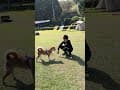 20260322來去南投鹿谷「露，山曉」露營，巧遇小狗🐶