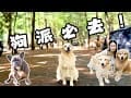 狗派必去森林系露營區｜天然溪水完全是狗狗天堂｜阿爸的故事｜桃園 復興｜