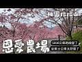 【北部最美櫻花林】桃園拉拉山 恩愛農場櫻花正盛開 美到不想離開!｜5090公車路線變了, 賓士公車載我上山｜造訪日: 3/5 要去要快 櫻花稍縱即逝｜完整的交通攻略 #拉拉山櫻花 #北橫櫻花