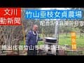 竹山下坪垂枝女貞農場，配合3/9日浪漫三月雪活動，提供露營住宿該區人員，柴燒玉米及冬筍湯品嚐113.3.1文川動新聞