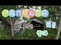 ⛺️伊萬農場露營區｜桃園｜復興鄉｜高山｜雲海｜山巒｜法鬥翠花｜營區帶你走一遍｜MAY。露｜EP.17