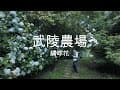 2025.6.27 武陵農場賞繡球花