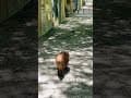 宜蘭農場推薦 水岸森林休閒農場新場域 水岸森林物語 可愛動物園區這環境太棒