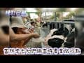2025車宿初體驗vs螢火蟲大爆發!石臥牛露營區