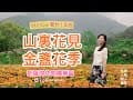 [VLOG]新竹｜尖石🌼秘境花海-那羅灣休閒農業區「山裏花見｜金盞花季」景點推薦。團體｜親子｜戶外旅遊推薦。新竹景點/台灣景點