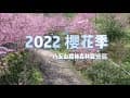 八五山甜柿森林露營區 2022 櫻花季