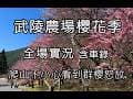 2026武陵農場櫻花季全場實況，爬山遇上櫻花季，含整個農場花況自駕車錄分享，今年春節最搞笑:露營區黑天鵝逛大街被誤認為薑母鴨...4K