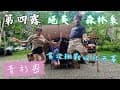 第四露｜露營 VLOG｜青杉嶴 | 絕美森林系｜首搭哈比天幕｜夏天避暑勝地｜晚上還可夜遊｜