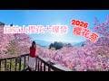 掉進粉色浪漫！桃園拉拉山恩愛農場：2026最美一場櫻花雪｜晨曦｜Si The World