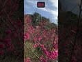 #櫻花#逆光#順光#台灣農林熊空茶園