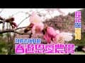 [桃園市復興春遊恩愛農場]【悠閒生活】桃園市復興區|恩愛農場|櫻花|雲海