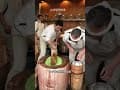 日本木锤打年糕，师傅的手不会被打到吗？ #日本小吃 #木锤打年糕 #大福