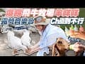 童年回憶湧現！來飛牛牧場擠牛奶 爆餵羊咩咩！Let&#39;s Camping露營音樂會初體驗！ | 泰瑞莎Theresa @Lets_Camping2024 #飛牛牧場 #動物