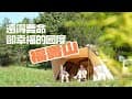 遠得要命卻還是要去的國度｜來回八小時｜從34度的烤爐掉進13度的冰庫｜#福壽山農場露營區 @taiwancamper