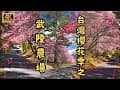 台灣櫻花季之武陵農場，教你一日往返賞櫻終極指南，必須要知道的農場內賞櫻點，各種櫻花花期知識和交通指南，武陵櫻花怎能如此美到極致？身陷櫻吹雪！