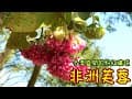 【通霄三合院農庒-園區植物】非洲芙蓉