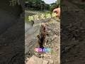 淡水路亞！來去新化虎頭埤試試看看有什麼魚！ #lurefishing  #路亞  #虎頭埤