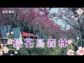 2024 - 2 台中 新社 櫻花鳥森林 ▏🌸賞櫻花&amp;蜀葵花 ▏門票300元抵銷150元 ▏露營區 ▏看鸚鵡飛翔