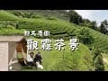 春季露營｜雪霸觀霧高山茶園｜絕美雲海夕陽｜呷七碗南北小吃呷透透｜野馬農園｜Chirin let&#39;s go!
