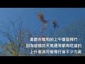 20230219 雨水／大冠鷲／山上的茶樹