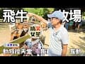【苗栗景點】🐄 飛牛牧場好FUN！零距離體驗餵羊+擠牛奶+群鴨狂奔😂 | 秘境咖啡廳「回角咖啡」☕️ | Taiwan 🇹🇼 Travel