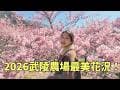 武陵農場2026櫻花季｜粉色花海爆發！搭國光客運一日遊 來回車程8小時累翻#武陵農場 #櫻花 #台灣景點