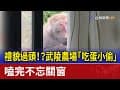 禮貌過頭！？武陵農場「吃蛋小偷」 嗑完不忘關窗