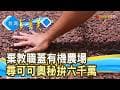 “可可農場”拚六千萬黑金｜阿信巧克力農場｜【台灣真善美】2026.05.17