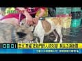 花蓮大火濃煙沖天！忠犬「來福」狂拍門喚醒熟睡飼主 驚險逃命畫面曝光｜94要賺錢
