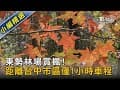 東勢林場賞楓! 距離台中市區僅1小時車程｜TVBS新聞@TVBSNEWS02