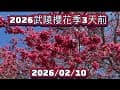 2026武陵農場櫻花季開跑前3天的花況2026/02/10
