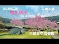 杉緣星空露營區｜2/26櫻花開花現況｜C區背景櫻花｜路況好開｜拍好拍滿｜阿里山｜櫻花｜第82露｜2025/02/25
