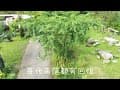 嘉義露營區推薦 花舞山嵐露營區 露營秘境 景點 二延平步道 草嶺古道 奮起湖 旺來山公園
