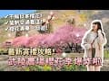 2024武陵農場櫻花季爆炸啦！不輸日本櫻花的賞櫻攻略！訂不到住宿怎麼辦？最美必拍景點？最新花況、管制交通攻略、櫻花專車一日遊整理！台中過年景點推薦｜Irene麻糬公主