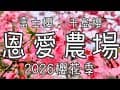 【桃園】【拉拉山】恩愛農場 2026櫻花季
