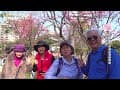 【新竹】司馬庫斯｜萬里山園｜上帝部落｜櫻花林｜小團出發｜昭和櫻
