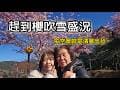 2026拉拉山櫻花季：恩愛農場現場直擊！千島櫻全盛開，美到像仙境 🌸