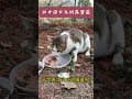 【台中司卡尤納露營區】貓貓過年加菜囉!! #cat #貓咪日常 #camping