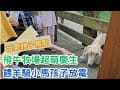 苗栗親子景點推薦 飛牛牧場超萌慶生  餵羊騎小馬帶孩子來放電