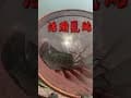 #台南三大休閒場#安勝釣魚池#釣魚#台南#釣魚池#大牛#吳郭魚