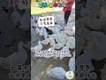 飛牛牧場 放假就該這樣玩！餵羊、擠牛奶、鴨鴨大遊行、喝爆鮮奶，一起療癒奔跑吧！
