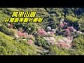 萬里山園～台灣最美的霧社櫻群