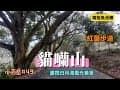 貓囒山  小百岳#49||南投魚池鄉||飽攬日月潭湖色風光盡收眼底