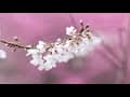 萬里山園.櫻花季