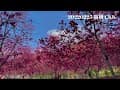 南橫拉芙蘭櫻花園 20220225