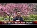 20250210武陵農場櫻花季開跑 遊客搶拍綻放日美景｜‪ @FGSBLTV