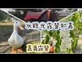 嘉義露營｜水綠光露營知嘉｜營區介紹