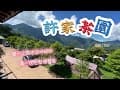 第14露 「許家茶園露營區」說好的繡球花呢？！/夏天到就是要吃冰