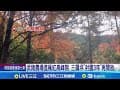 武陵農場進楓紅高峰期 三層坪"封園3年"再開放 最後機會! 武陵農場楓紅高峰期 一路紅到月底│記者 黃國瑞 詹品宏 蘇意凡│新聞一把抓20251213│三立新聞台