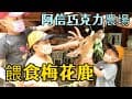《屏東恆春》阿信巧克力農場｜來跟可愛梅花鹿互動｜餵食梅花鹿｜超現實梅花鹿 沒食物就不理你喔